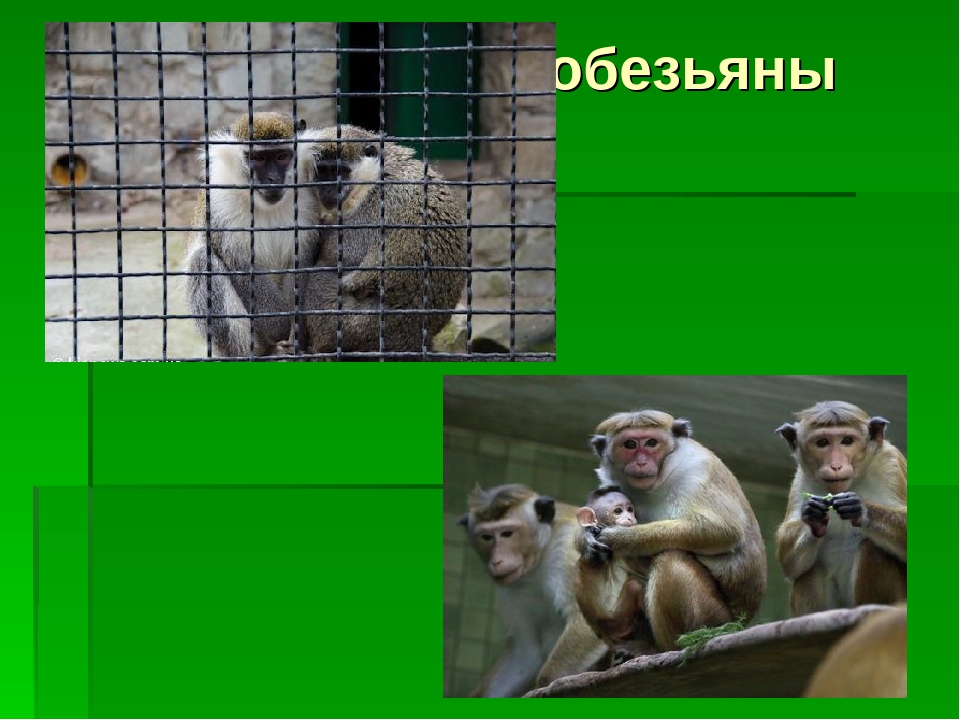 Презентация к уроку по окружающему миру "Дикие животные"