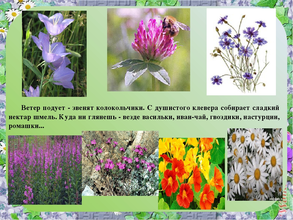 Презентация к итоговому занятию по теме "Цветы"