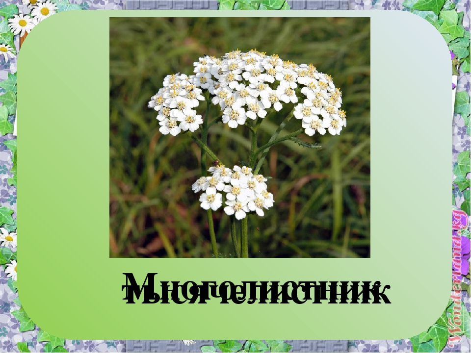 Презентация к итоговому занятию по теме "Цветы"