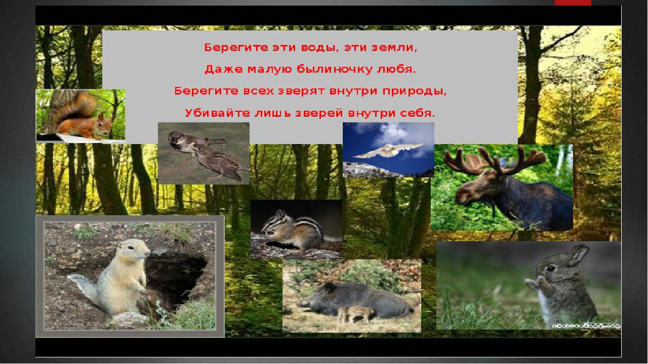 Презентация на экологическую тему: "Экология. Жизнь. Человек."