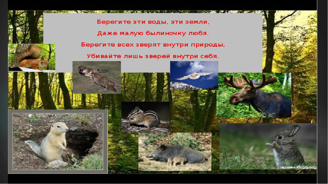 Презентация на экологическую тему: "Экология. Жизнь. Человек."