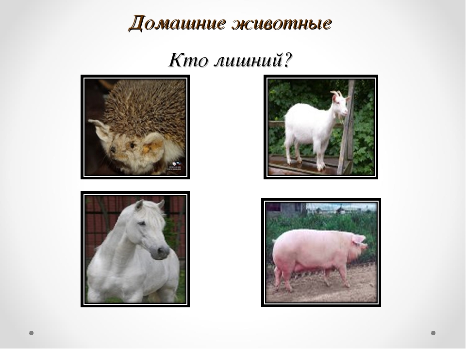 Презентация Дидактическая игра "Четвертый лишний"
