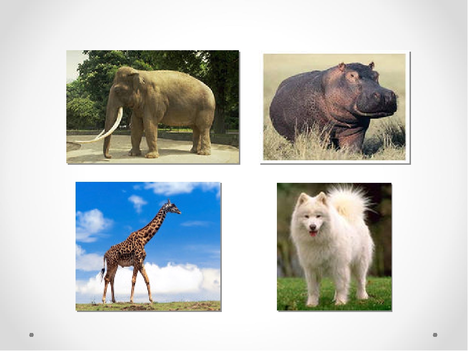 Выберите лишнее животное в природной зоне. Четвертый лишний животные жарких стран. Тема животные. Четвертый лишний животные Африки. Четвертый лишний животные зоопарка.