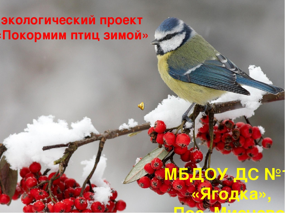 Презенация экологического проекта в младшей группе "Покормим птиц зимой"
