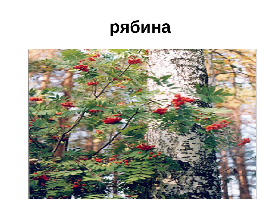 Презентация" Лекарственные растения ХМАО"
