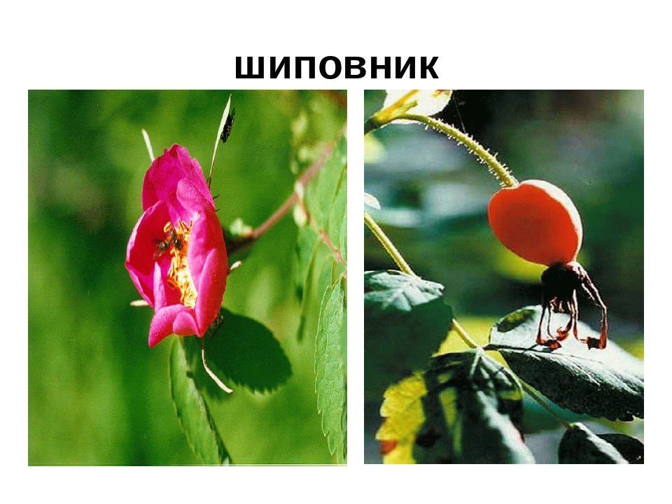 Презентация" Лекарственные растения ХМАО"