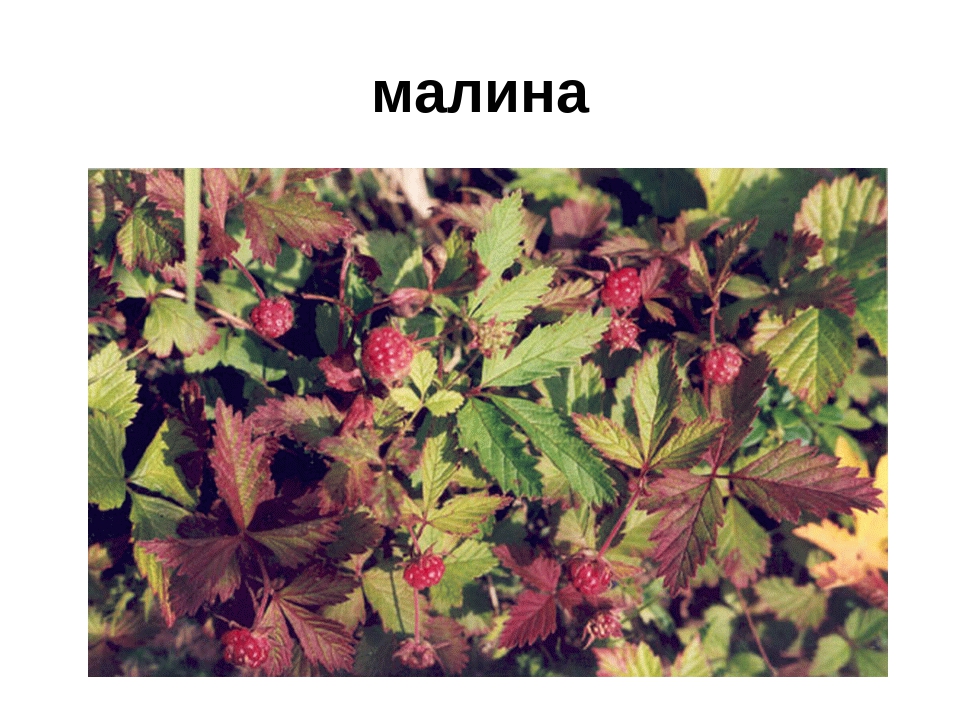 Презентация" Лекарственные растения ХМАО"