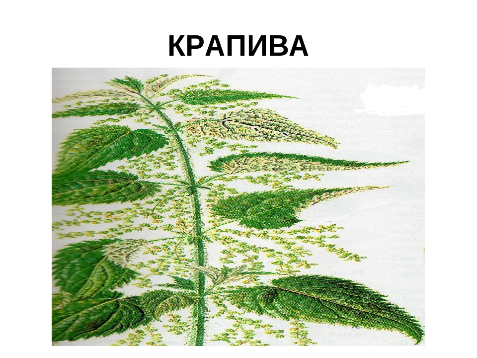 Презентация" Лекарственные растения ХМАО"
