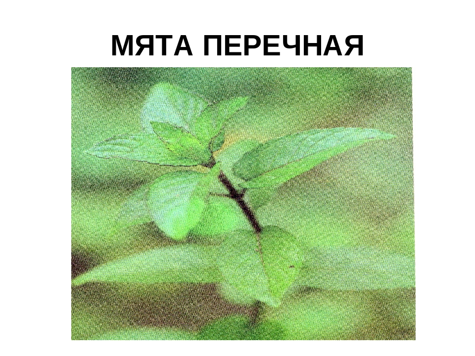 Презентация" Лекарственные растения ХМАО"