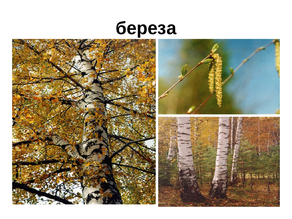 Презентация" Лекарственные растения ХМАО"
