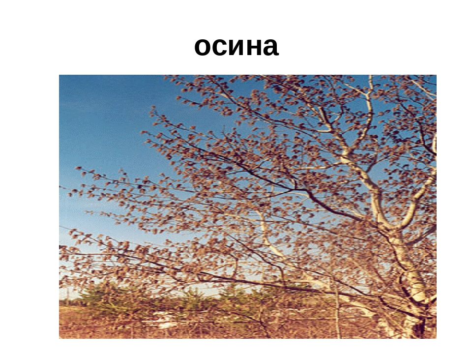 Презентация" Лекарственные растения ХМАО"