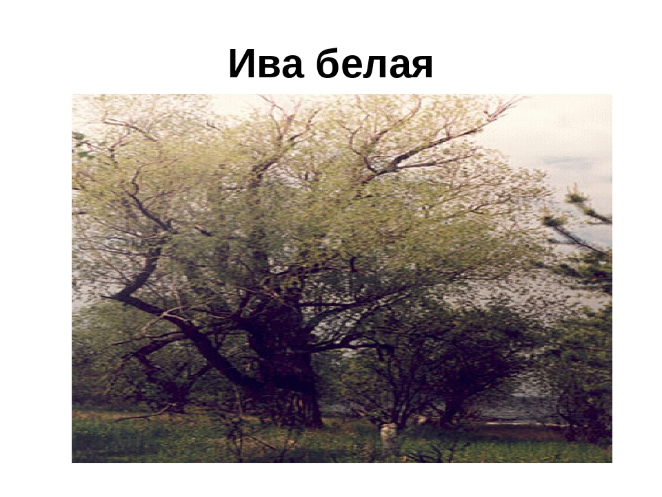 Презентация" Лекарственные растения ХМАО"