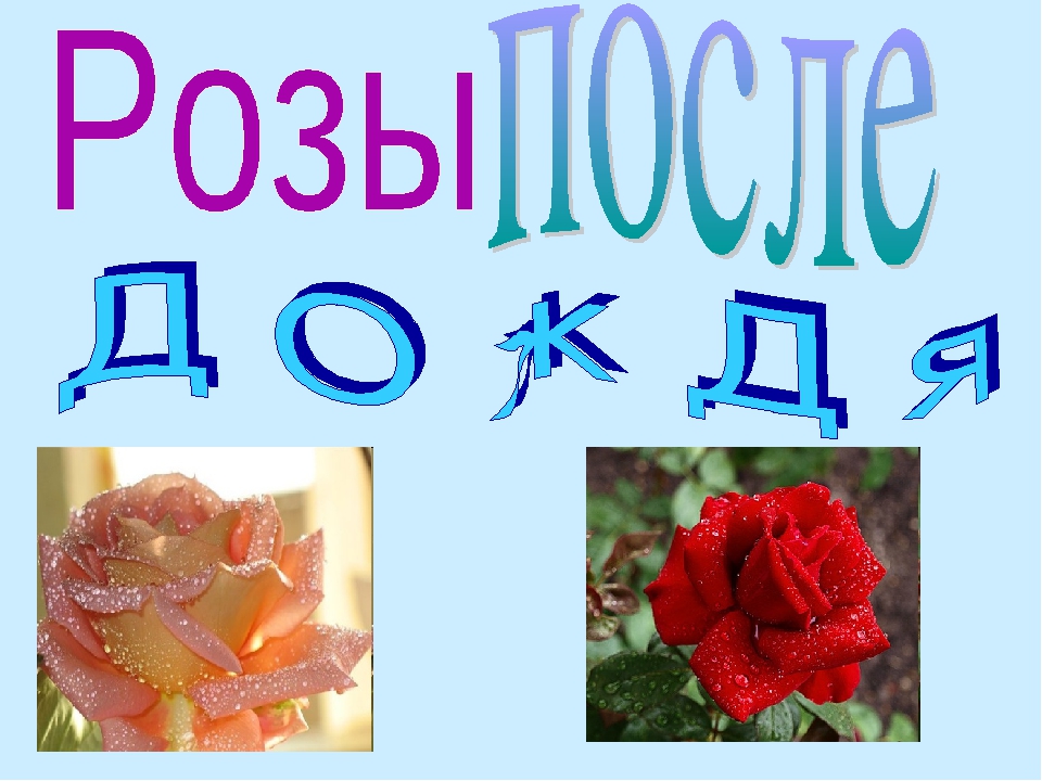 Презентация для души "Розы после дождя"