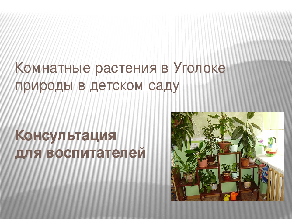 Комнатные растения в уголке природы в детском саду