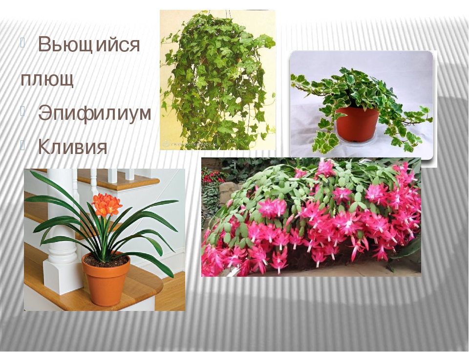 Комнатные растения в уголке природы в детском саду