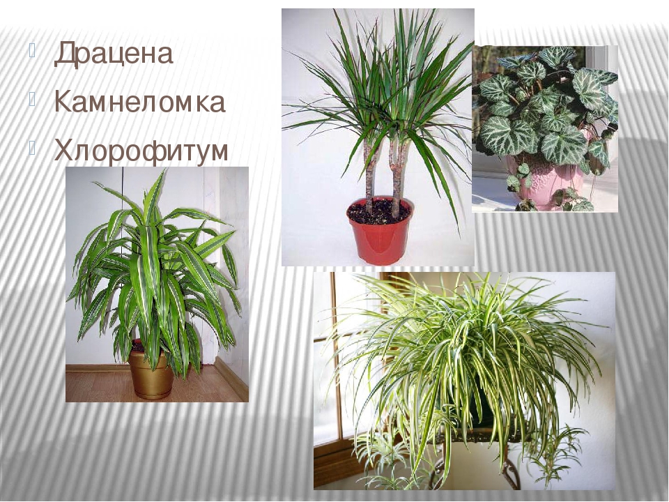 Комнатные растения в уголке природы в детском саду