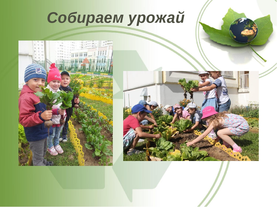 Презентация по экологии "Зеленый оазис среди каменных джунглей"