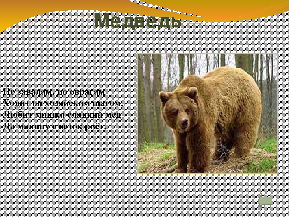 Стих медведь. Стих про медведя. Медведь для детей. По завалам по оврагам шел медведь хозяйским шагом. Стихи про медведя для детей 10 лет.