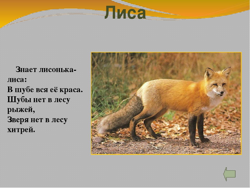 Презентация для детей "Животные леса" с гиперссылками.