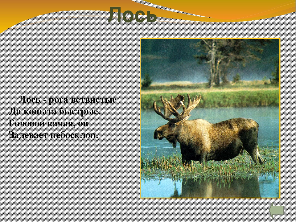 Презентация для детей "Животные леса" с гиперссылками.