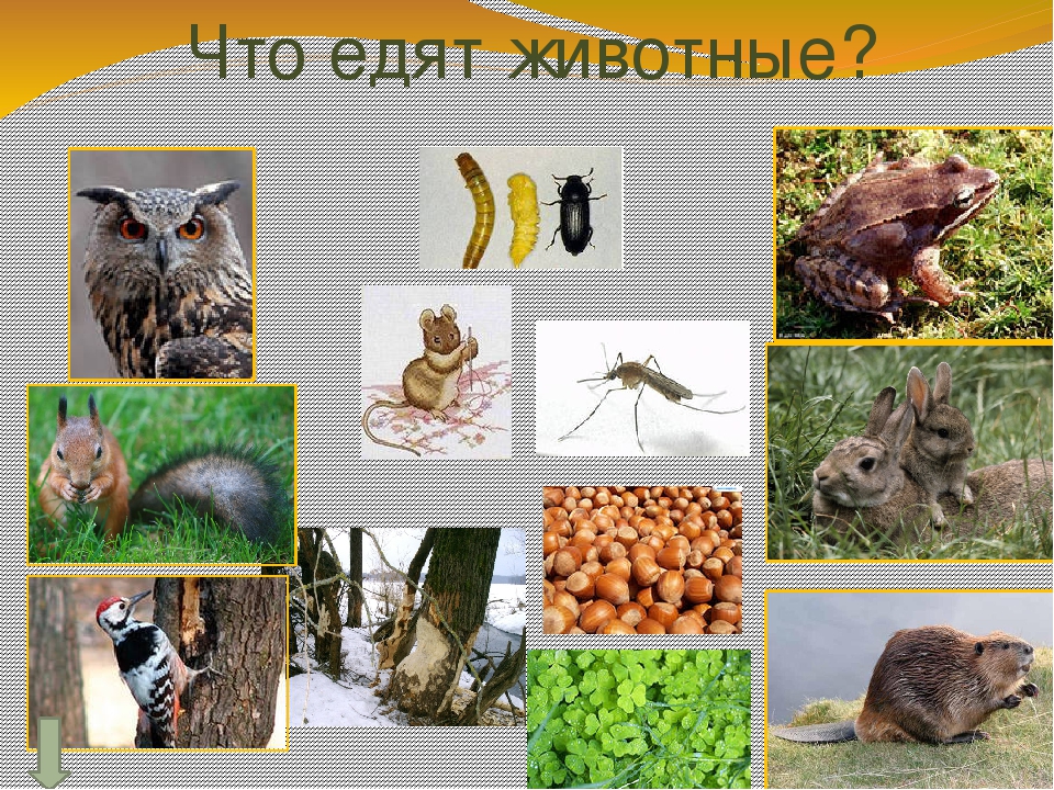 Презентация для детей "Животные леса" с гиперссылками.