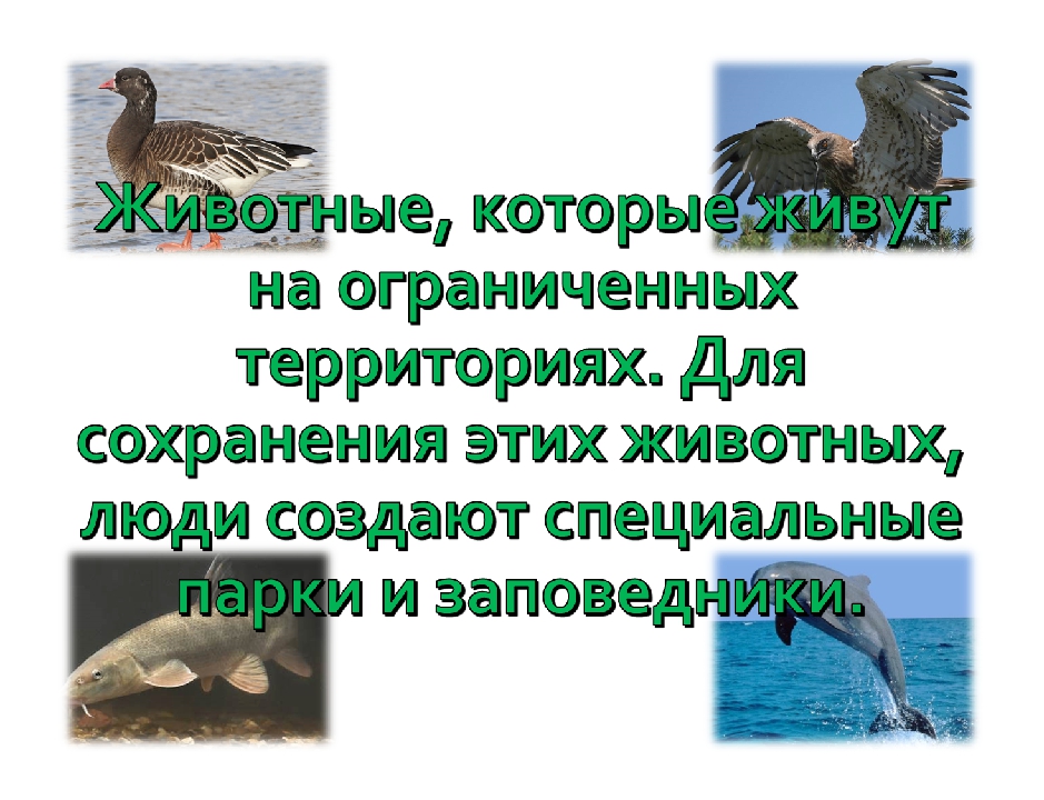 Презентация для дошкольников "Красная книга Крыма".