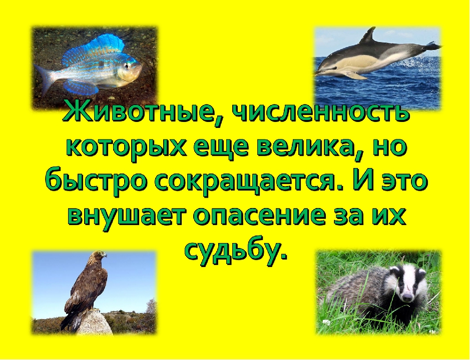 Презентация для дошкольников "Красная книга Крыма".