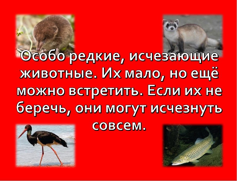 Презентация для дошкольников "Красная книга Крыма".