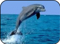 imagesCA1J1IY7.jpg