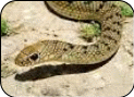 imagesCA838I7X.jpg