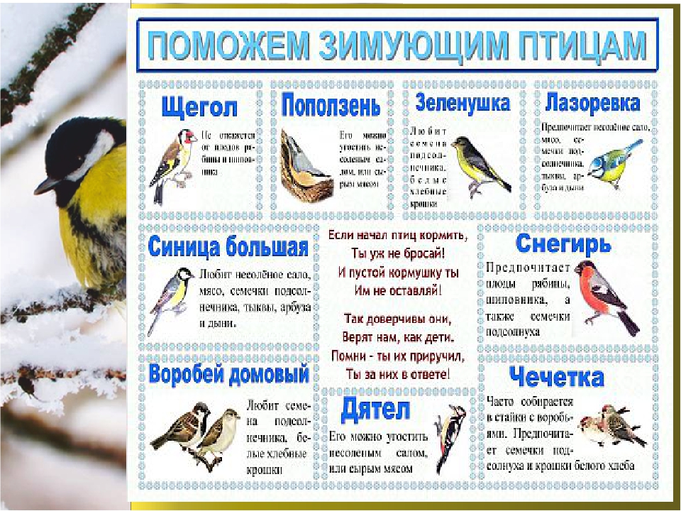 Тест по теме птицы презентация