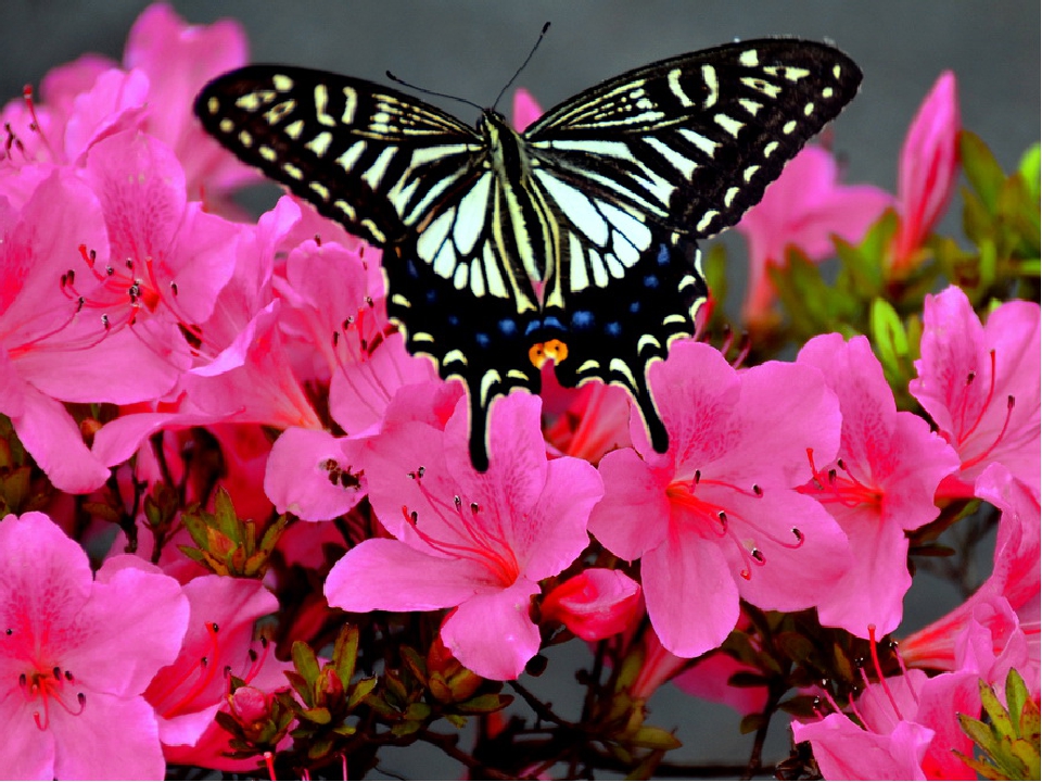 Словно бабочек легкая. Бабочка на цветке. Живые бабочки. Розовые бабочки. Бабочки среди цветов.