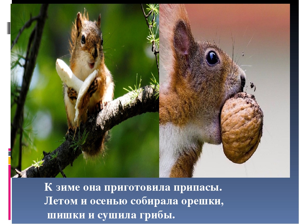 Презентация на тему "Животные зимой"