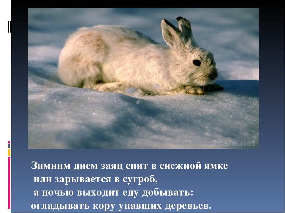 Презентация на тему "Животные зимой"