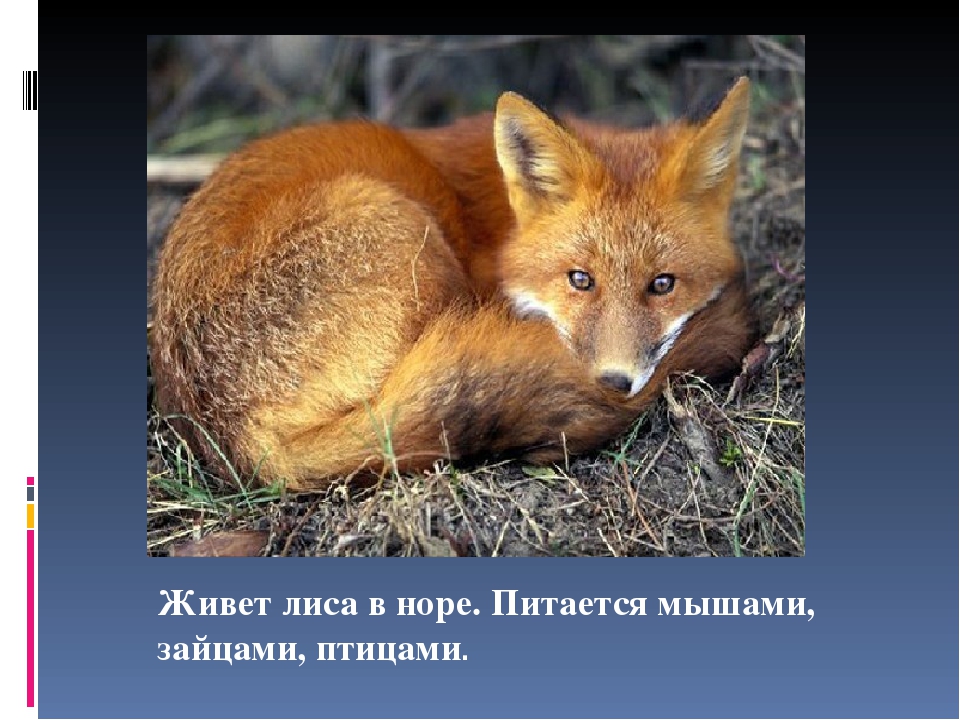 Презентация на тему "Животные зимой"