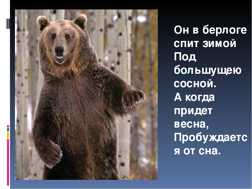 Презентация на тему "Животные зимой"