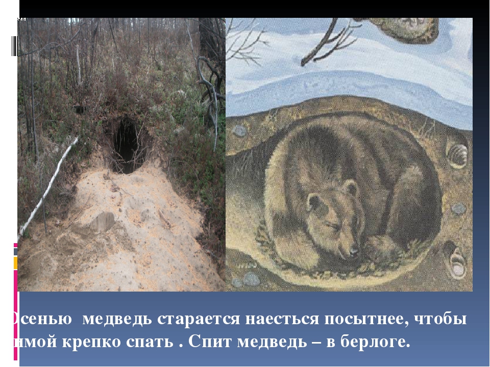 Презентация на тему "Животные зимой"