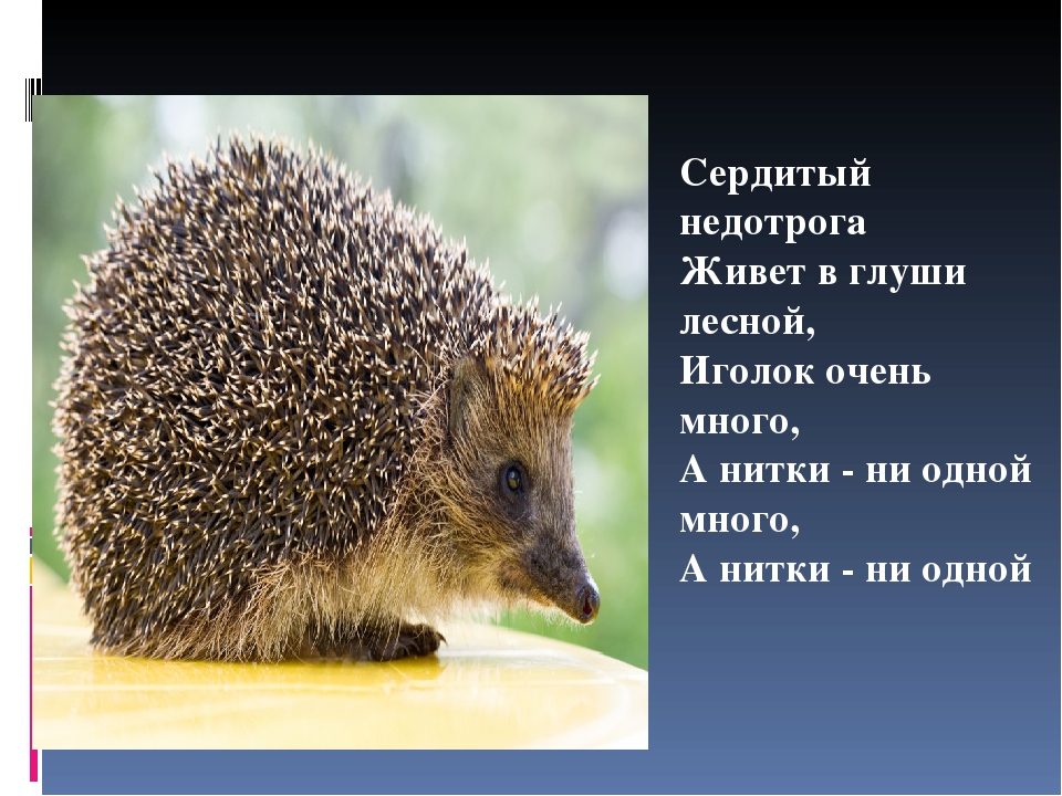Презентация на тему "Животные зимой"