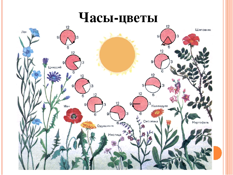 Презентация на тему "Экскурсия в мини-музей "Часы"