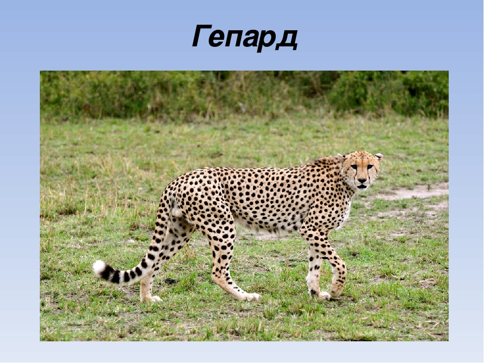 Презентация на тему "Животные Африки"