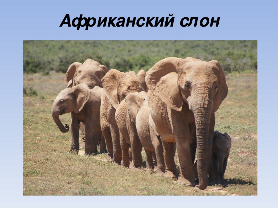 Презентация на тему "Животные Африки"