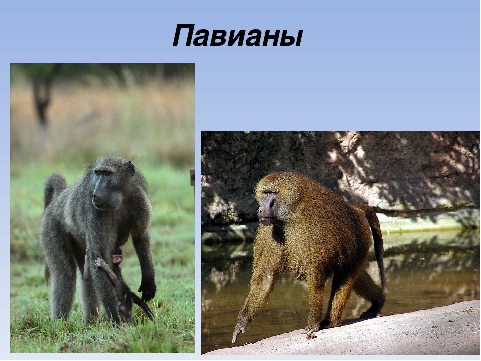 Презентация на тему "Животные Африки"