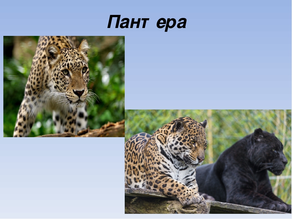 Презентация на тему "Животные Африки"