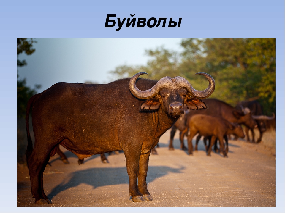 Презентация на тему "Животные Африки"