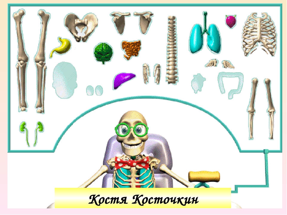 Презентация по познавательному развитию "Строение тела человека"
