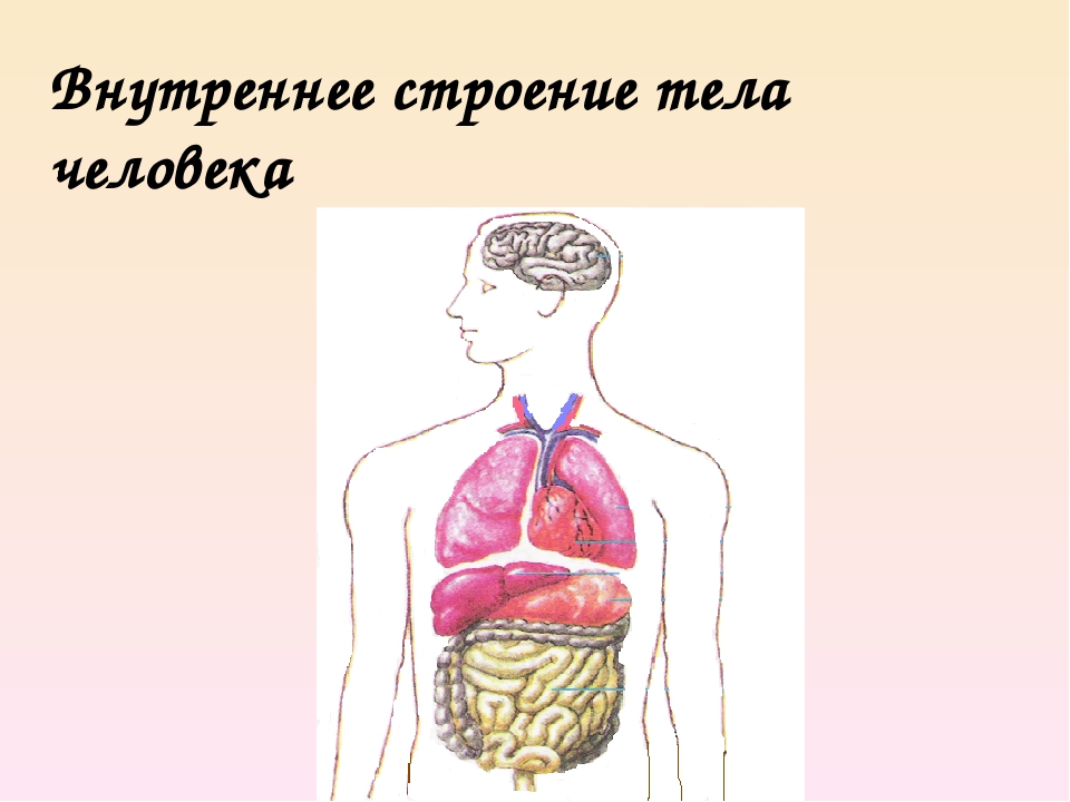 Презентация по познавательному развитию "Строение тела человека"