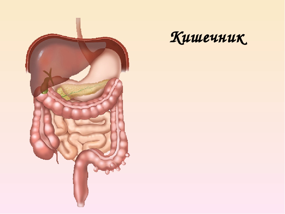 Органы человека кишки. Органы человека кишечник. Строение тела человека кишечник.