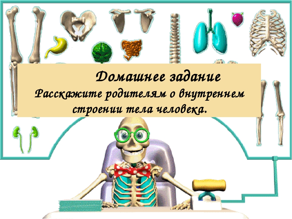 Презентация по познавательному развитию "Строение тела человека"