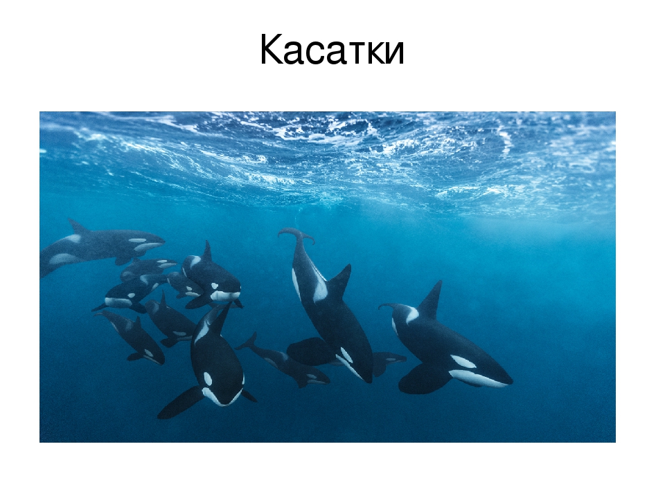 Презентация к конспекту по ФЭМП "Путешествие в подводный мир"