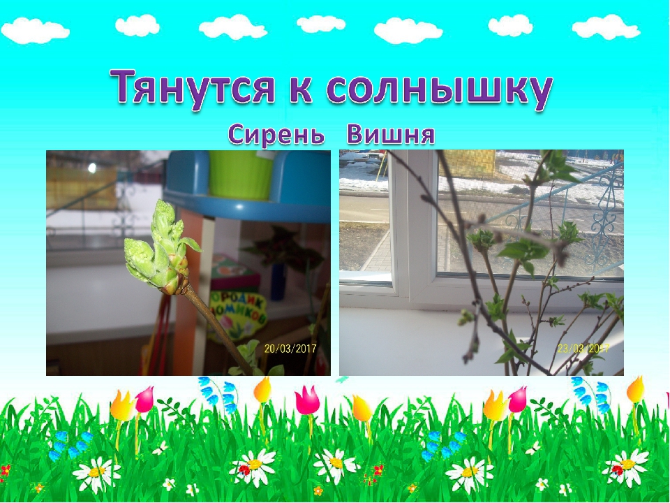 Презентация для детского сада "Огородик гномиков"